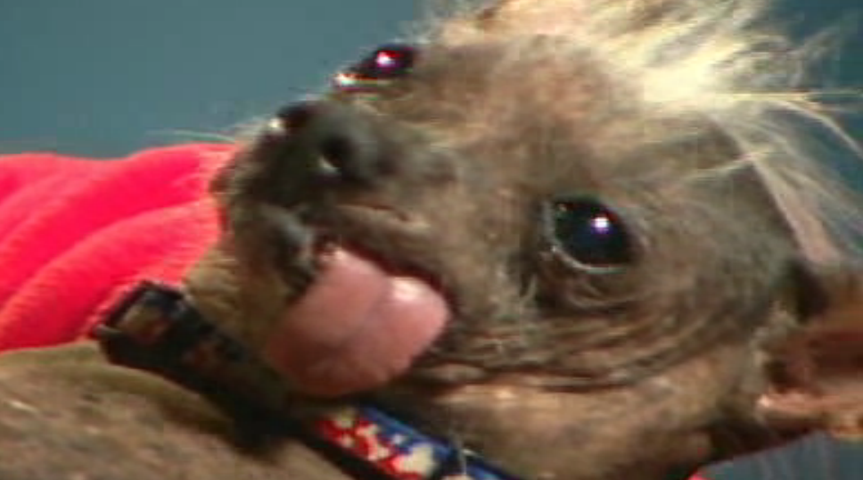 Här är en annan ful jycke - Archie som vann "världens fulaste hund" 2006.